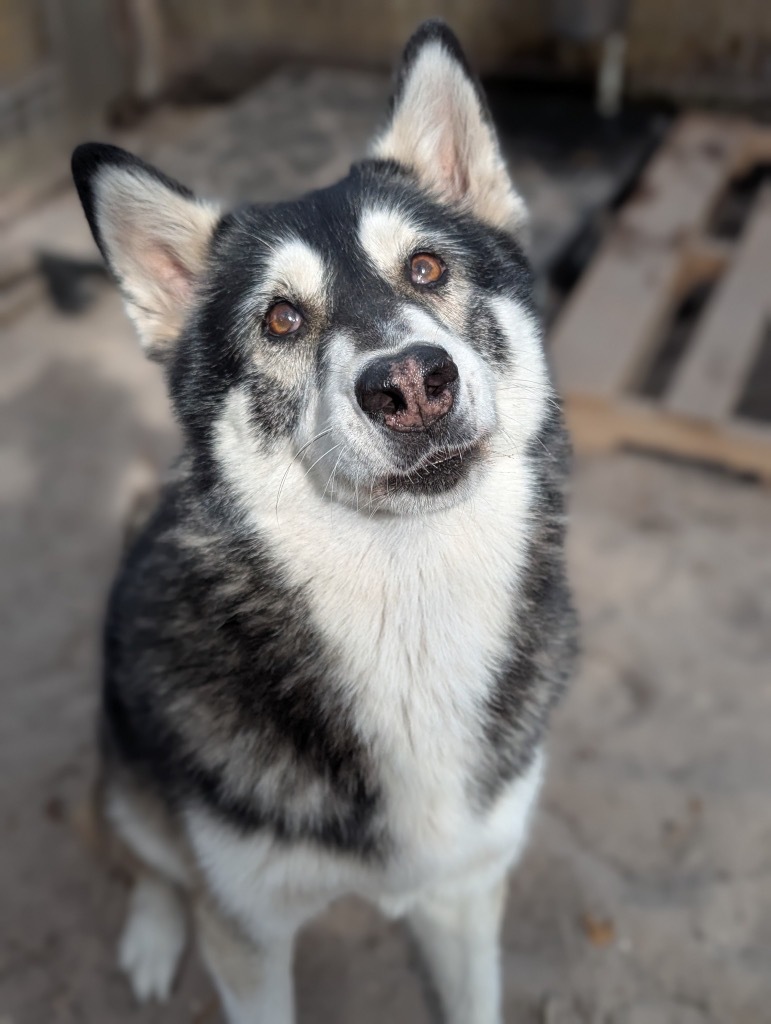 Tina Turner, an adoptable Husky in Fulton, TX, 78358 | Photo Image 1