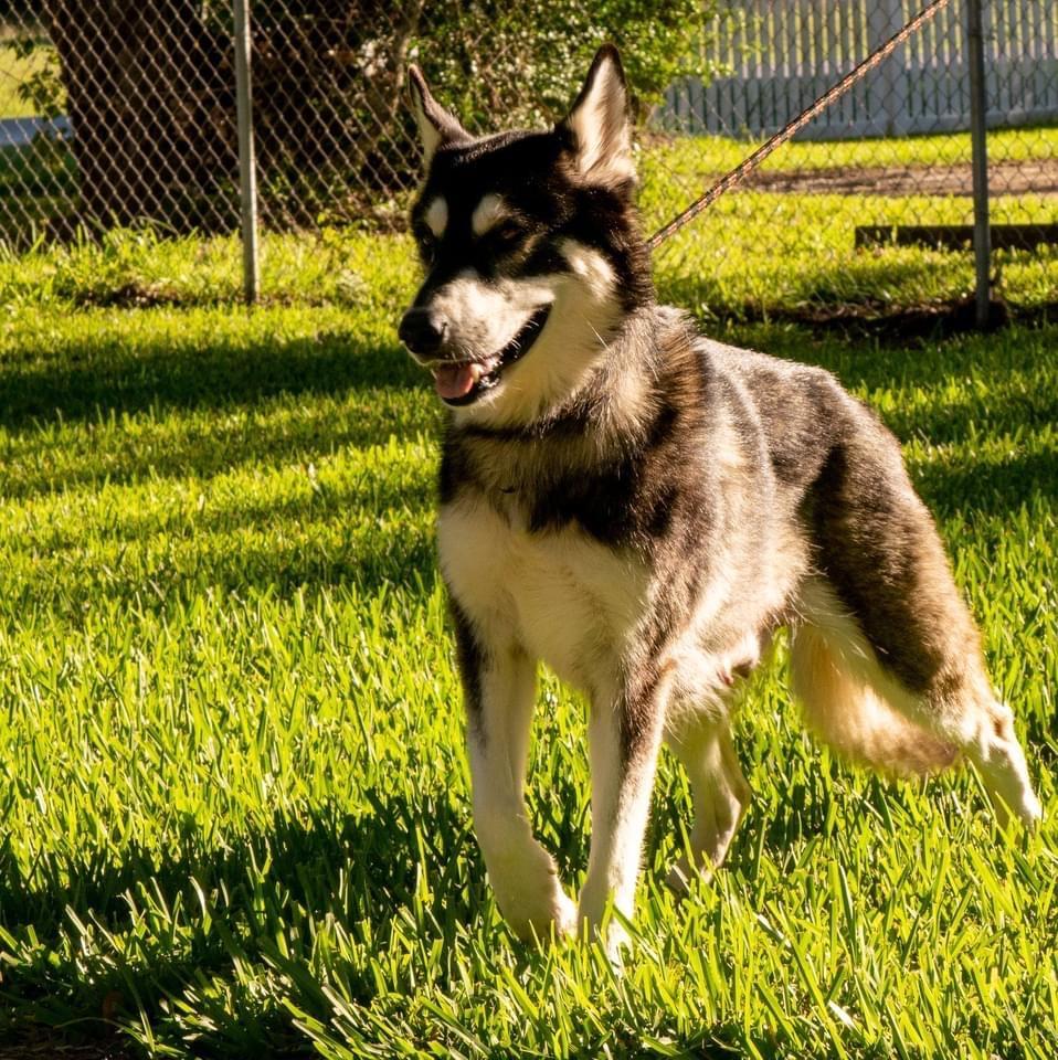 Tina Turner, an adoptable Husky in Fulton, TX, 78358 | Photo Image 3