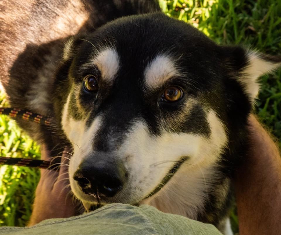 Tina Turner, an adoptable Husky in Fulton, TX, 78358 | Photo Image 4