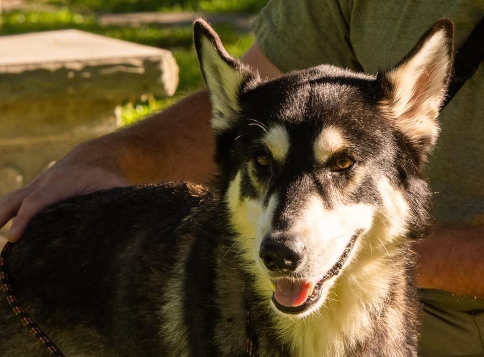 Tina Turner, an adoptable Husky in Fulton, TX, 78358 | Photo Image 5