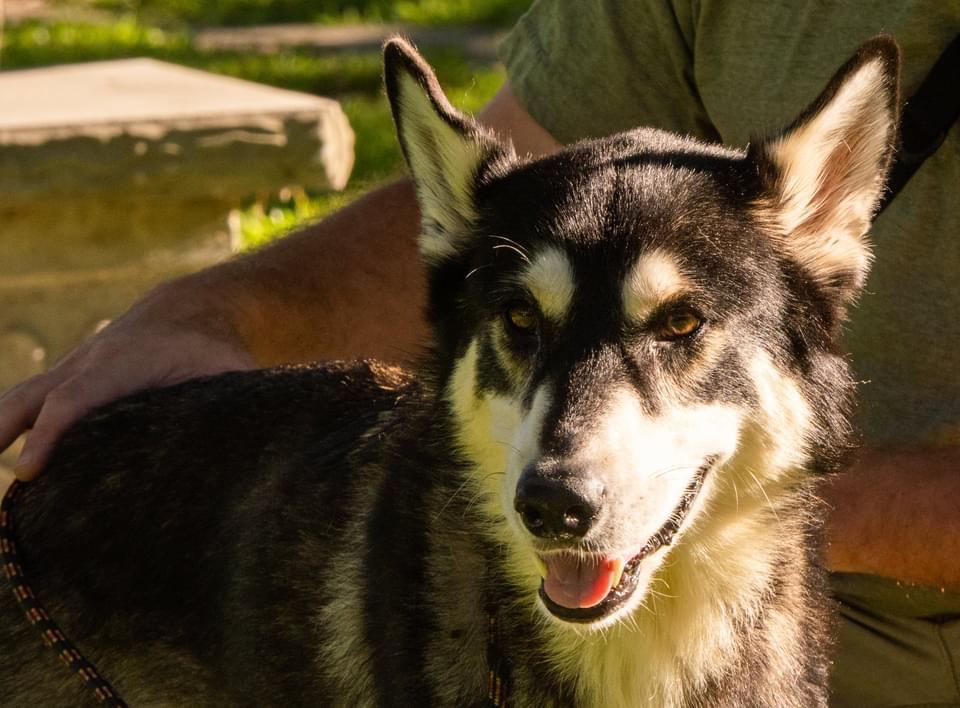Tina Turner, an adoptable Husky in Fulton, TX, 78358 | Photo Image 5