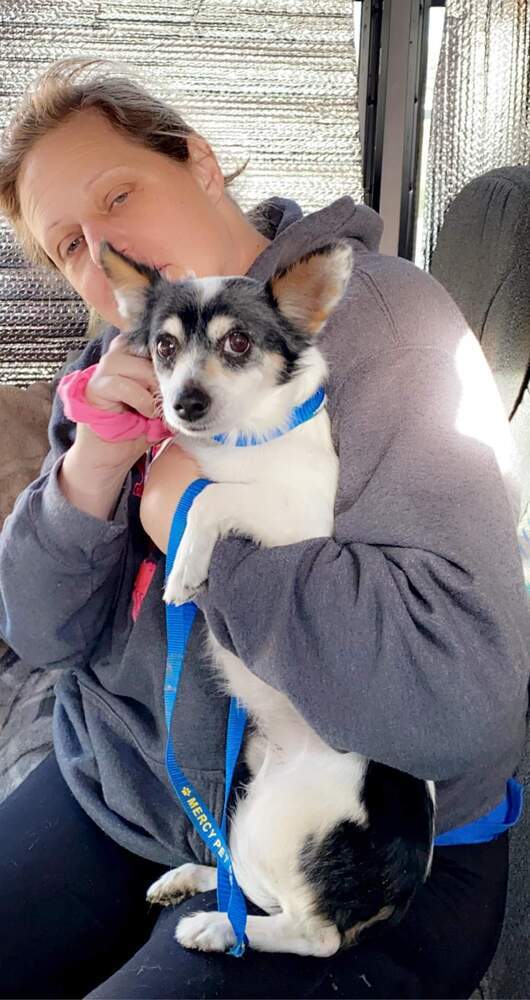 Tony, an adoptable Chihuahua, Pomeranian in Forked River, NJ, 08731 | Photo Image 1