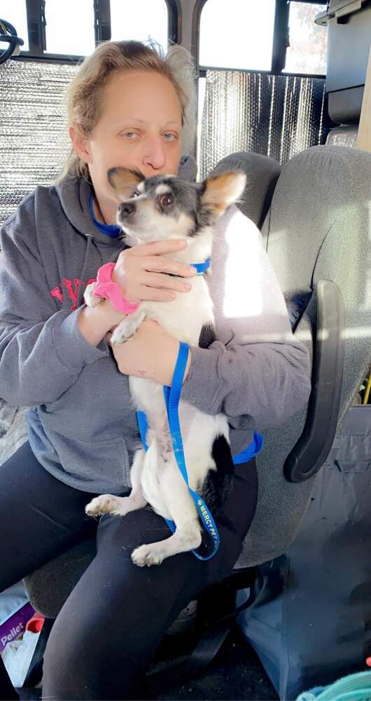 Tony, an adoptable Chihuahua, Pomeranian in Forked River, NJ, 08731 | Photo Image 3