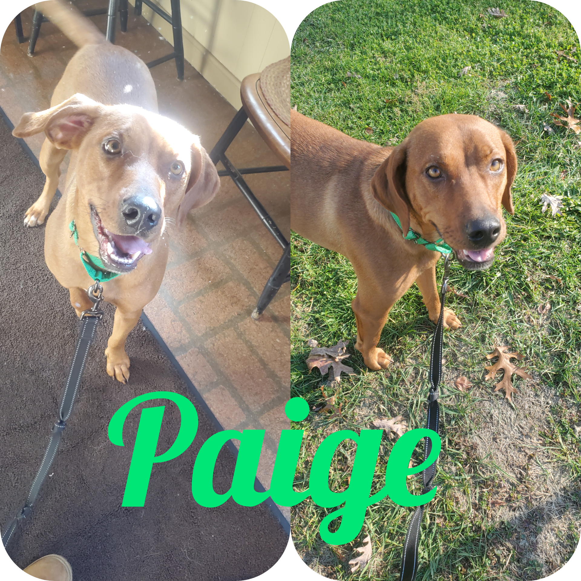 Paige, an adoptable Hound in Chepachet, RI, 02814 | Photo Image 2