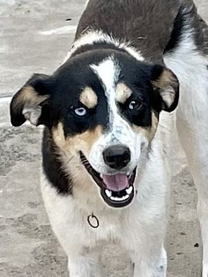 siberian husky anatolian shepherd mix