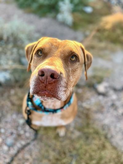 Rudy, an adoptable Staffordshire Bull Terrier & Labrador Retriever Mix in Phoenix, AZ_image-6