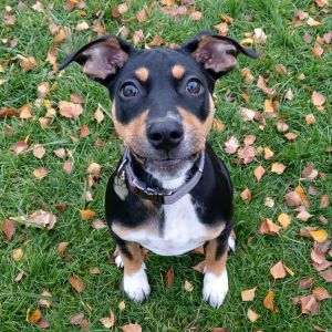 10+ Craigslist Bellingham Washington Pets
