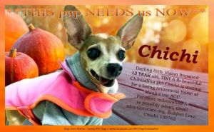 Li store chihuahua rescue