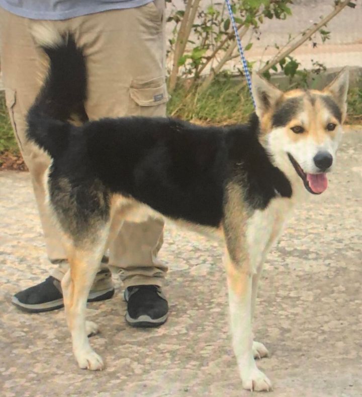 Bond, an adopted German Shepherd Dog Mix in Clear Lake, IA_image-1