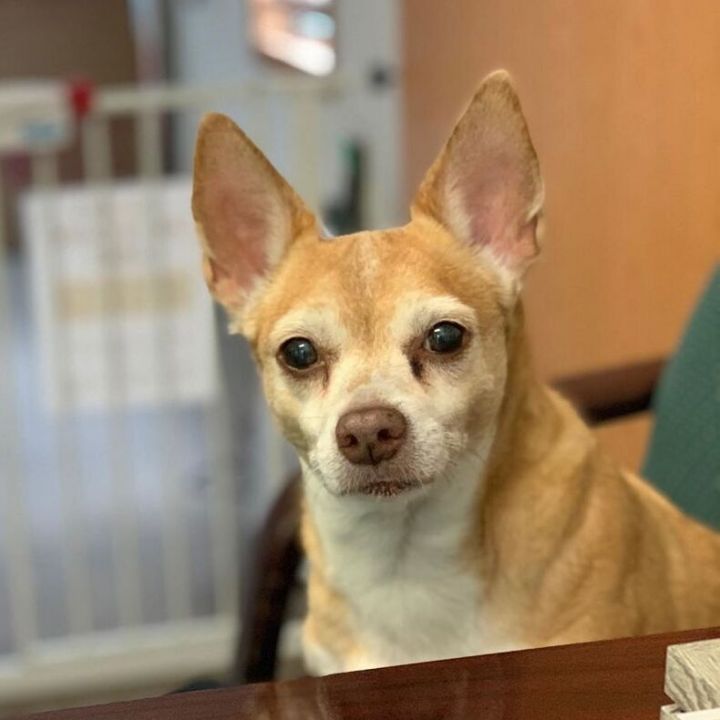 8 year old chihuahua mix available for adoption in NYC area : r/rescuedogs