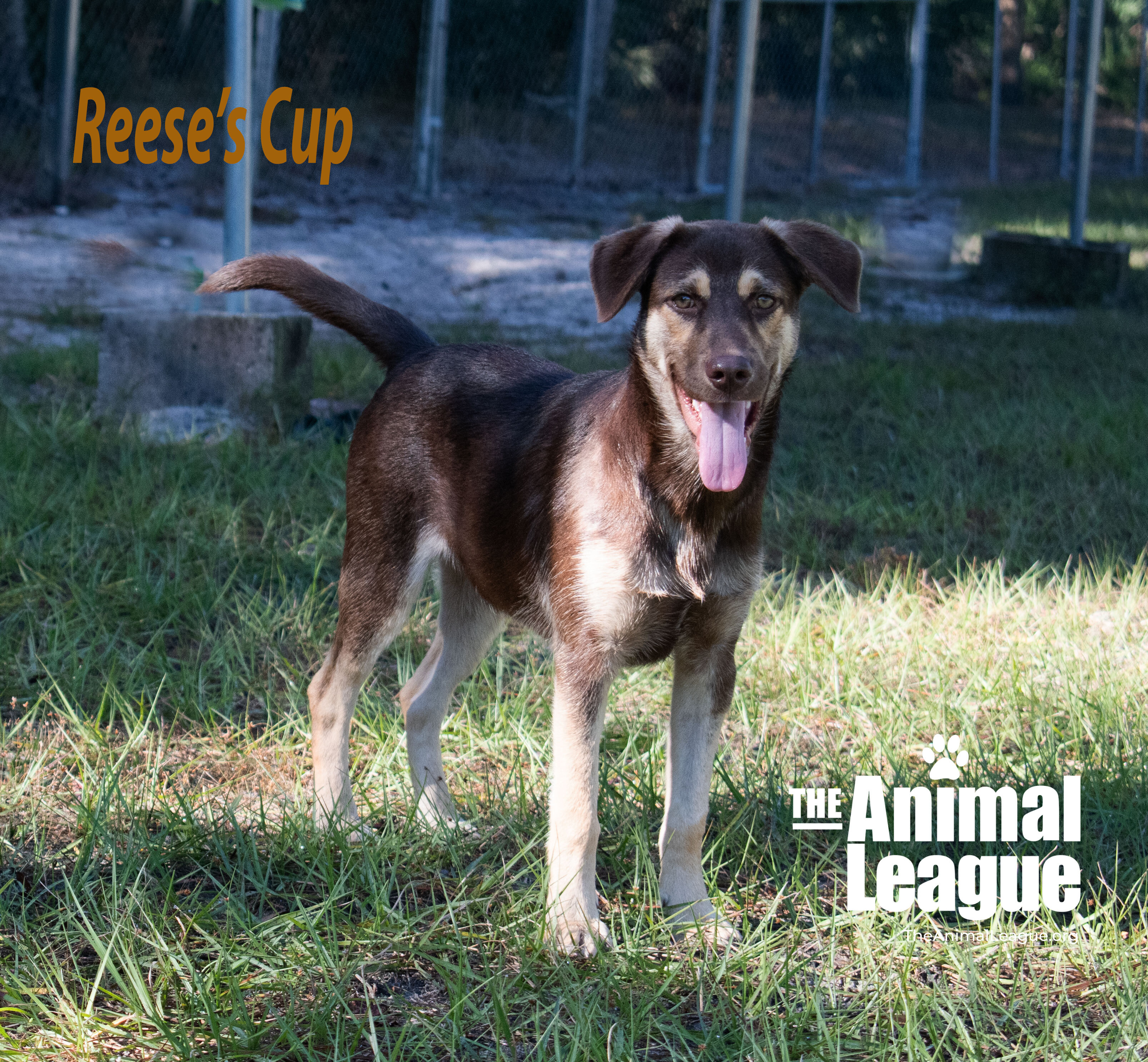 Reeses Cup detail page