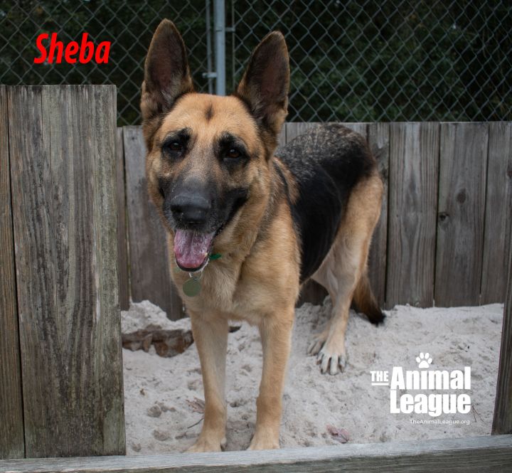 Sheba 3