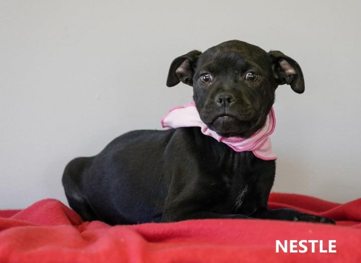 Nestle, an adopted Labrador Retriever & American Bulldog Mix in Washington, GA_image-1