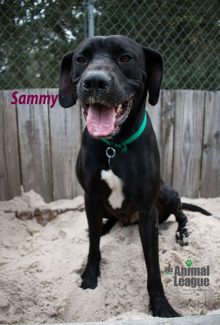 Sammy 2