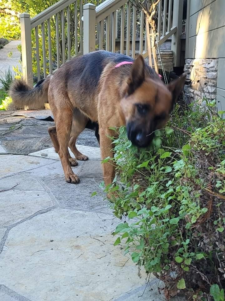 Dog For Adoption Hera A German Shepherd Dog In Oakland Ca Petfinder