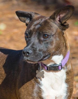 This petite girl of 40 pounds makes for a comfy companion Her sweet relaxing demeanor invites one 