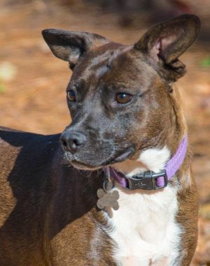 Wonder Girl Pit Bull Terrier Dog