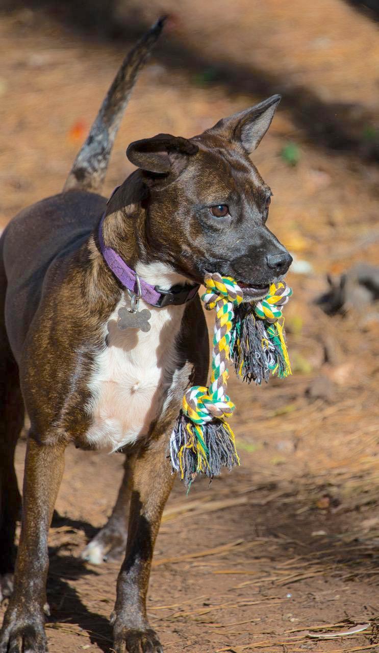 Wonder Girl, an adoptable Pit Bull Terrier, Black Mouth Cur in Alpharetta, GA, 30009 | Photo Image 2