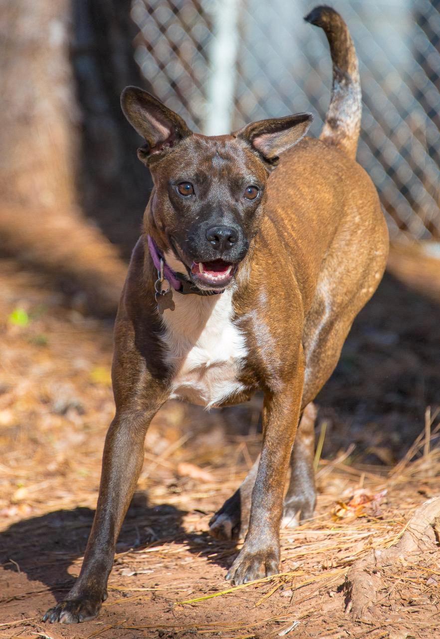 Wonder Girl, an adoptable Pit Bull Terrier, Black Mouth Cur in Alpharetta, GA, 30009 | Photo Image 3