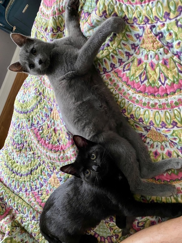 Pax & Silver, an adopted Domestic Short Hair Mix in Delmar, NY_image-3
