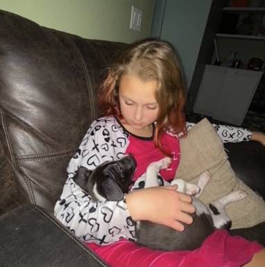 Noel, an adopted Black Labrador Retriever & Terrier Mix in Cincinnati, OH_image-5