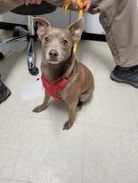 Tony (m), an adopted Chihuahua & Miniature Pinscher Mix in Bridgewater, NJ_image-2