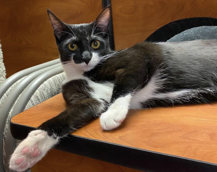 Pepper ~ Visit me at the PetSmart Orange kitty habitat, an adoptable Tuxedo in Tustin, CA_image-2