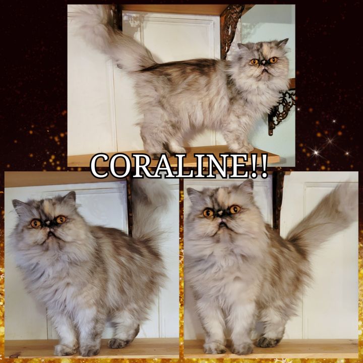Coraline 5