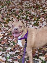 Penny, an adoptable American Staffordshire Terrier, Mixed Breed in Oxford, MA, 01540 | Photo Image 3
