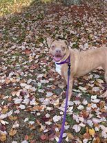 Penny, an adoptable American Staffordshire Terrier, Mixed Breed in Oxford, MA, 01540 | Photo Image 5