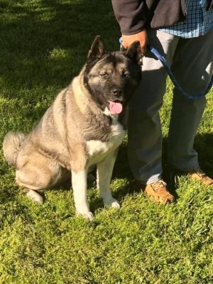 Katrina is a large female Akita who knows what she wants She loves to hang out 