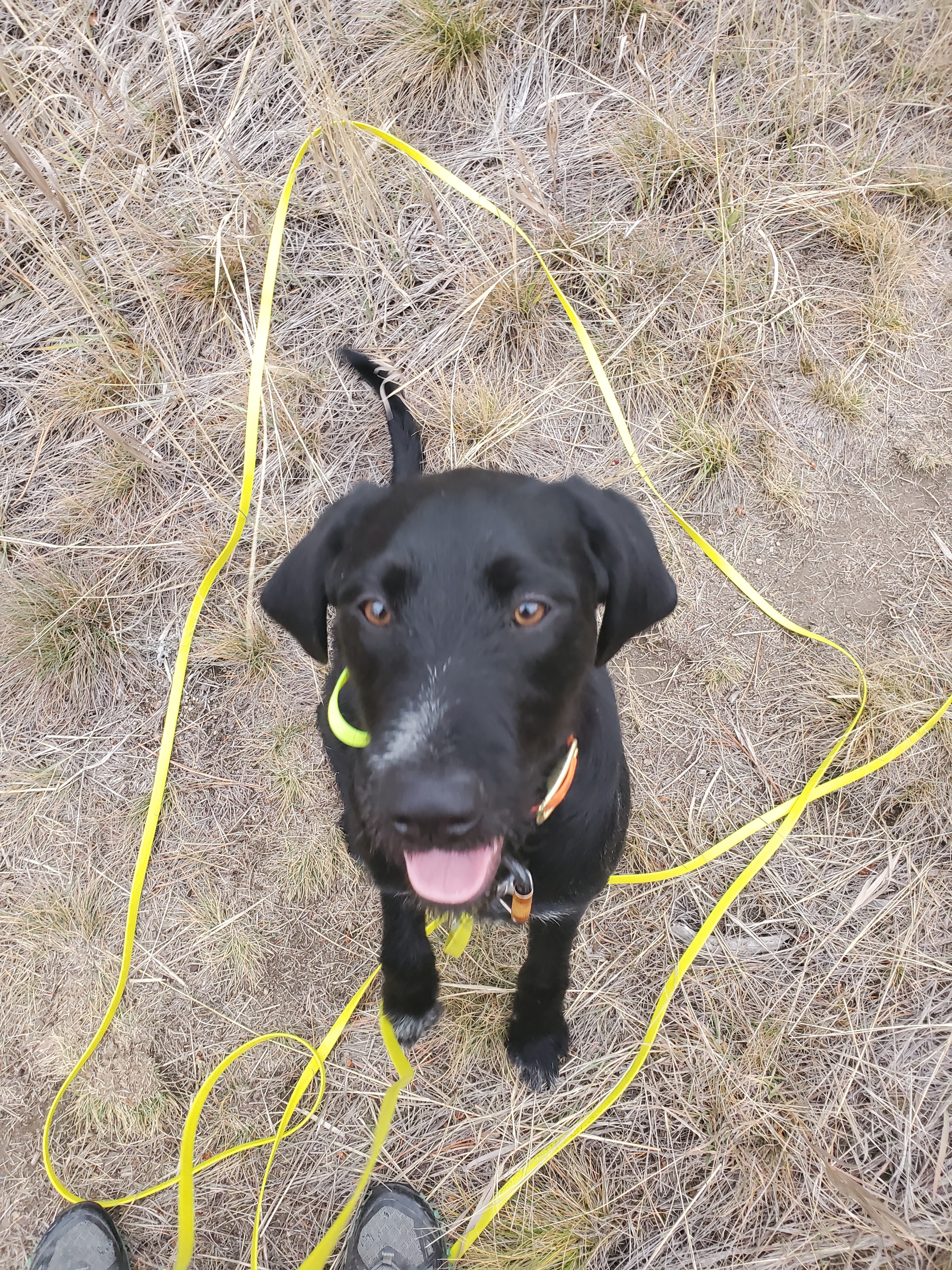 Enzo, an adoptable German Wirehaired Pointer, Spinone Italiano in Clancy, MT, 59634 | Photo Image 2