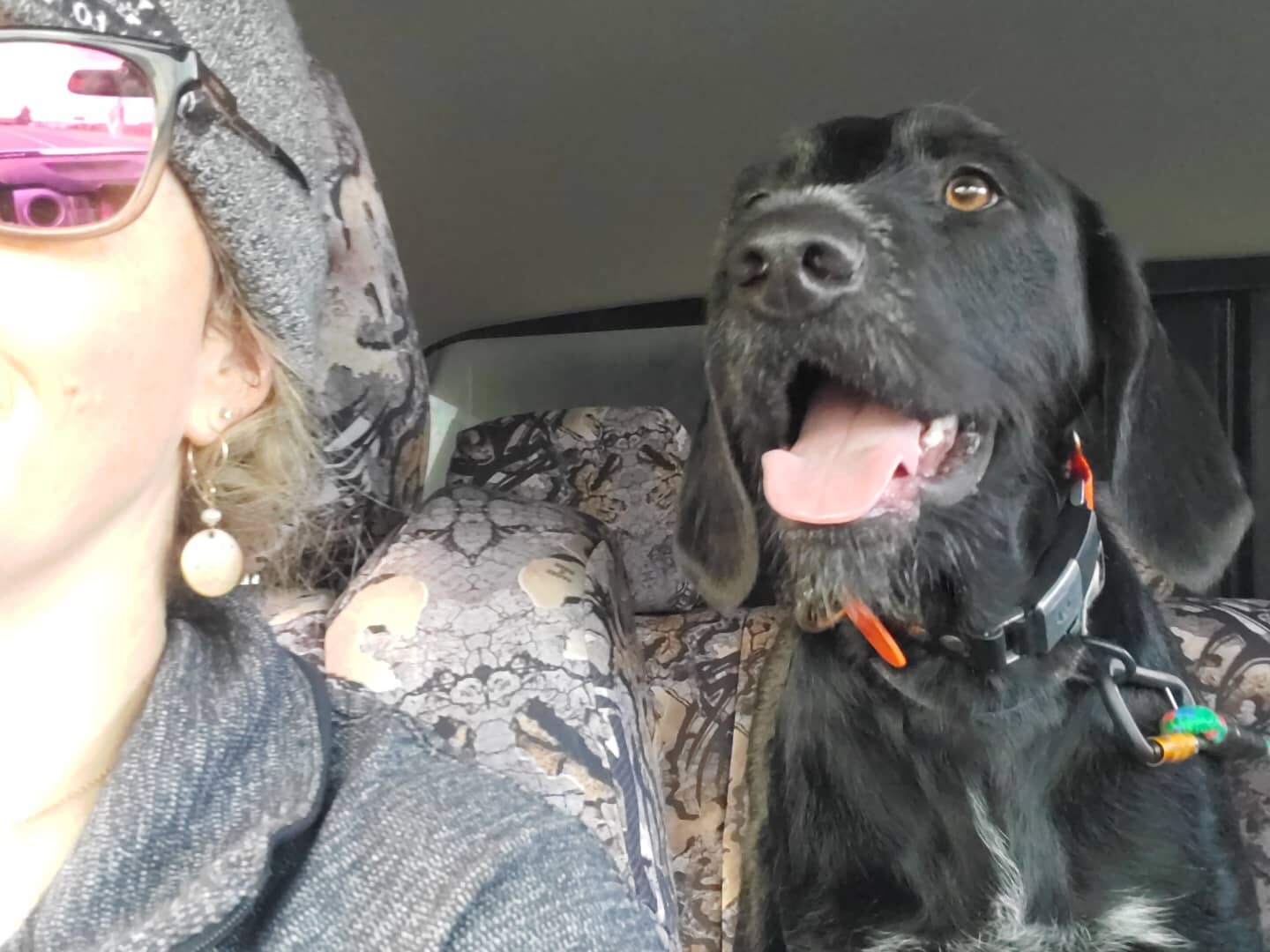 Enzo, an adoptable German Wirehaired Pointer, Spinone Italiano in Clancy, MT, 59634 | Photo Image 5