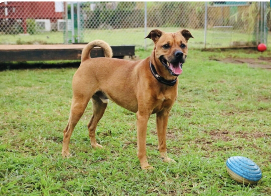 Scrappy, an adoptable Terrier in Wahiawa, HI, 96786 | Photo Image 3