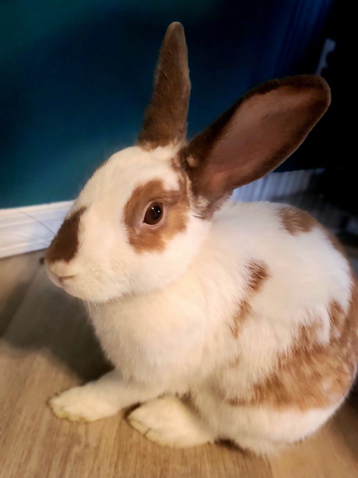 Ginny, an adoptable Bunny Rabbit in Albuquerque, NM_image-2