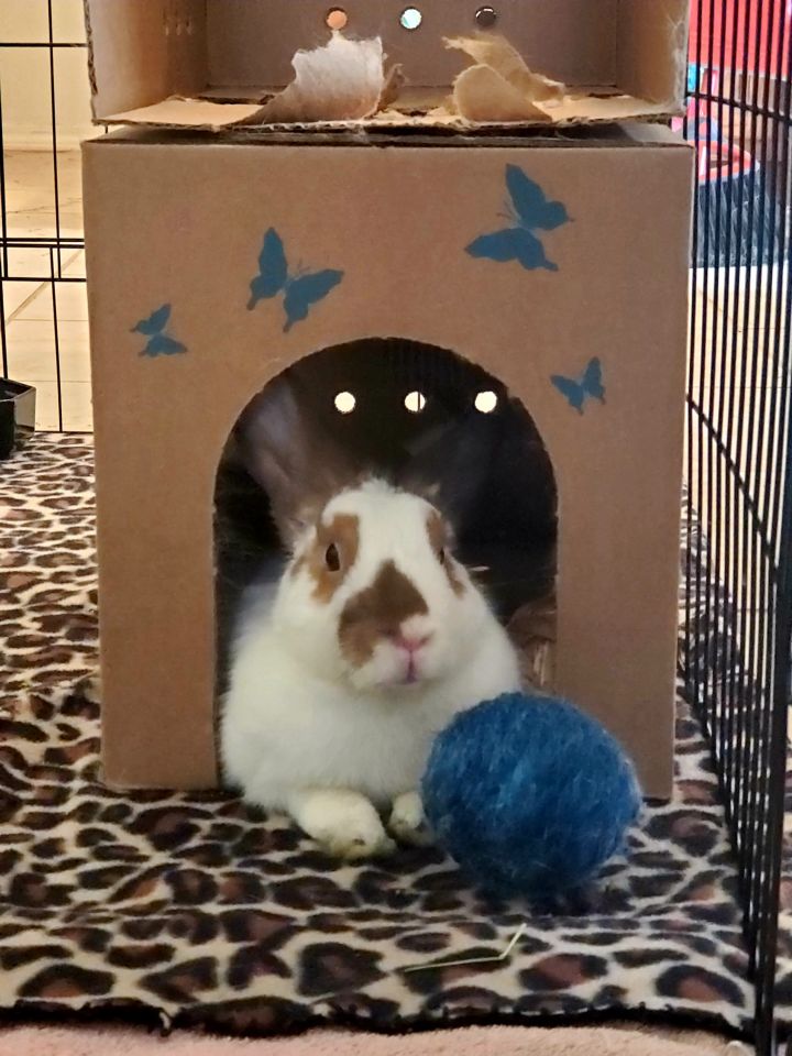 Ginny, an adoptable Bunny Rabbit in Albuquerque, NM_image-3