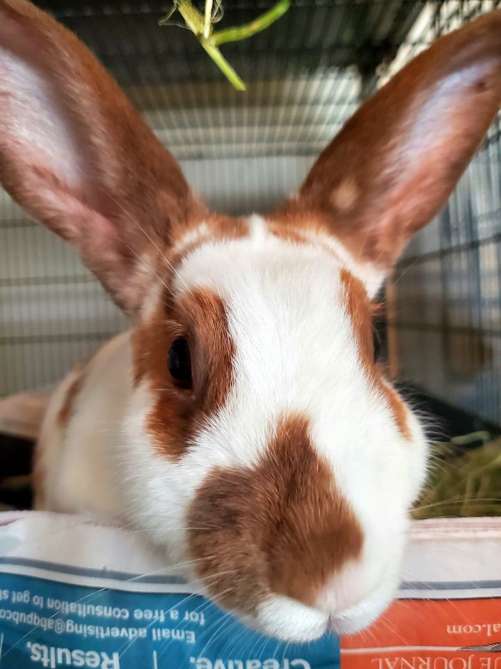 Ginny, an adoptable Bunny Rabbit in Albuquerque, NM_image-5