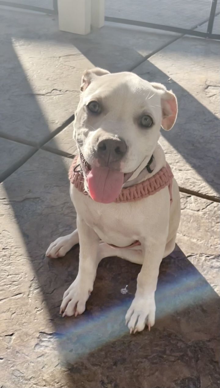 Tara Leigh , an adopted Pit Bull Terrier & American Bulldog Mix in Simi Valley, CA_image-1