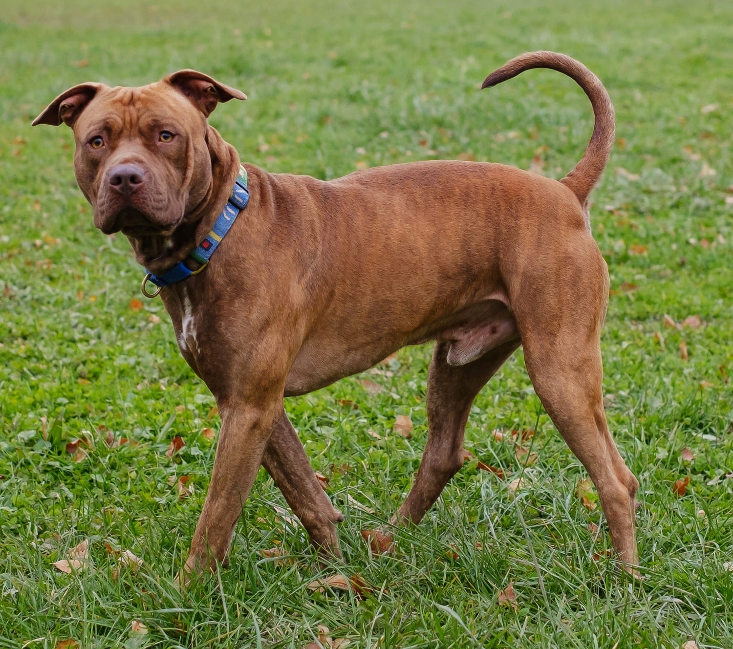 NOAH, an adoptable Pit Bull Terrier in Auburn, NY, 13021 | Photo Image 2