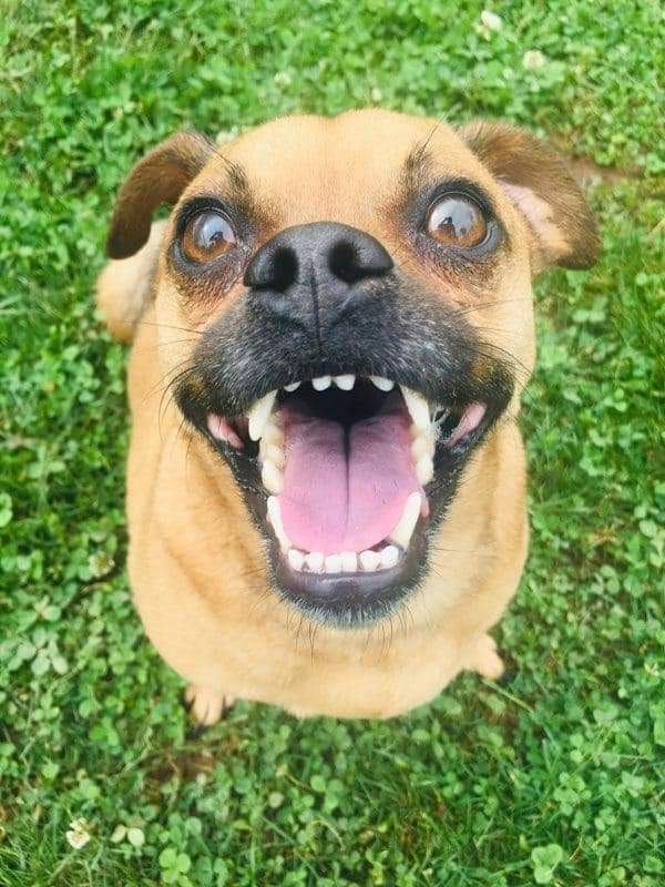 Cross between pug and best sale jack russell