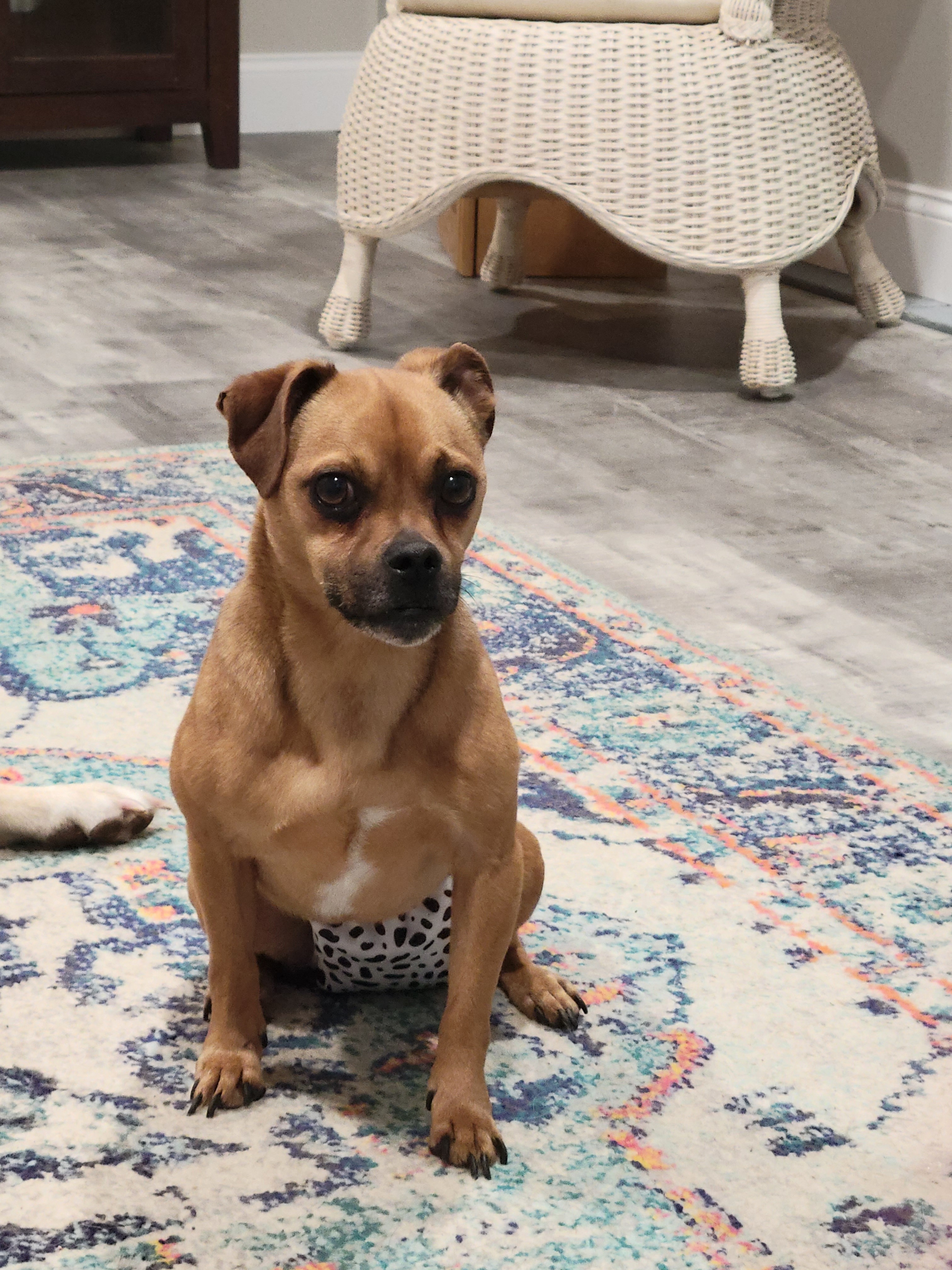 Jack russell deals pug puppies