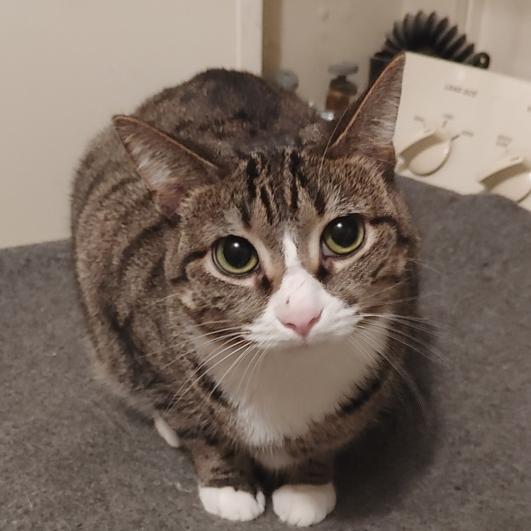 Joy, an adoptable Domestic Short Hair in Washington, IN, 47501 | Photo Image 1