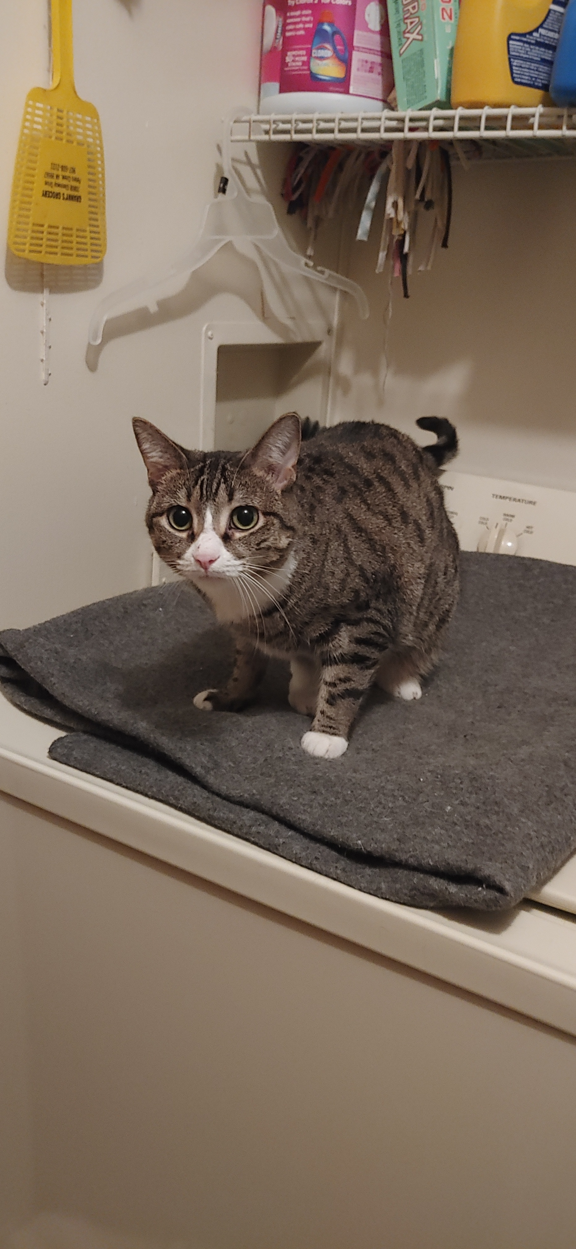 Joy, an adoptable Domestic Short Hair in Washington, IN, 47501 | Photo Image 2