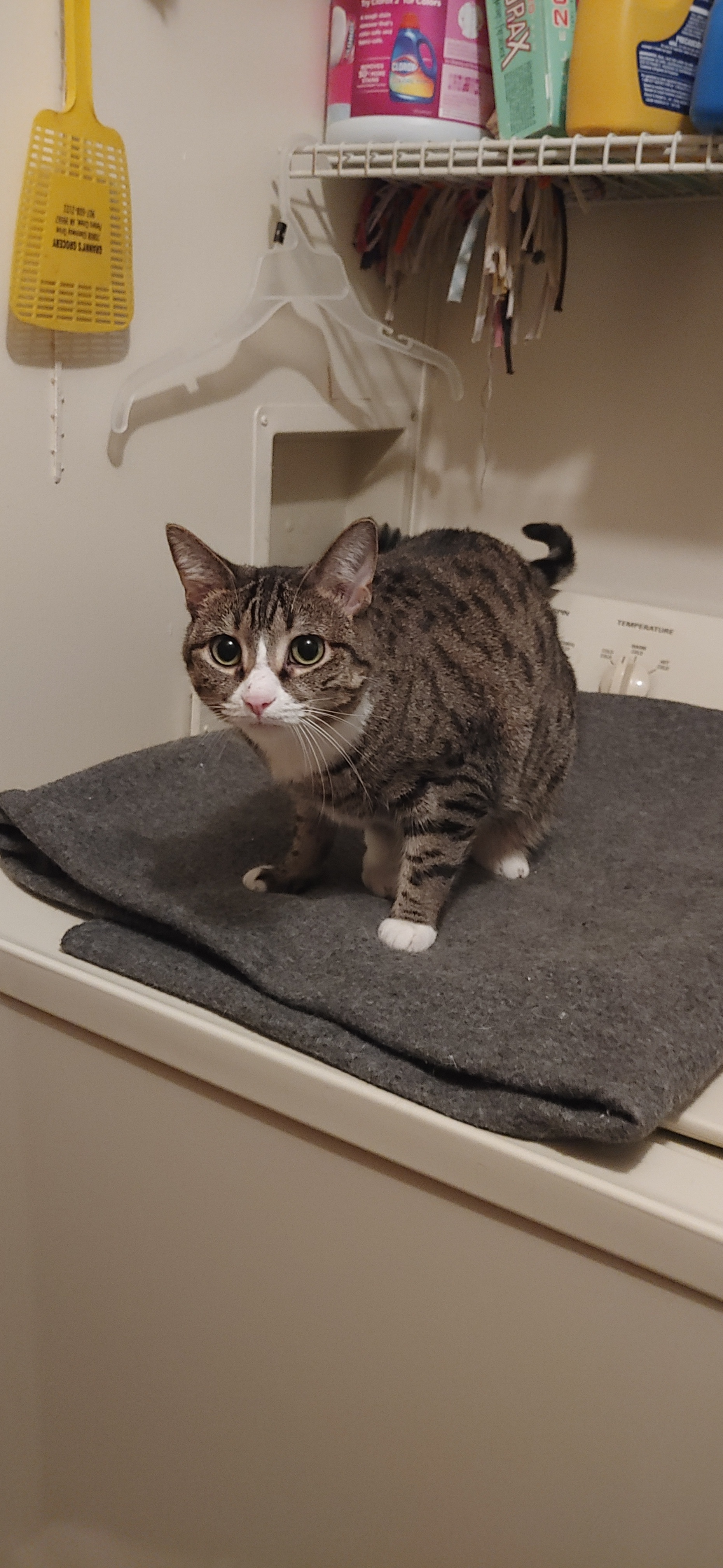 Joy, an adoptable Domestic Short Hair in Washington, IN, 47501 | Photo Image 2