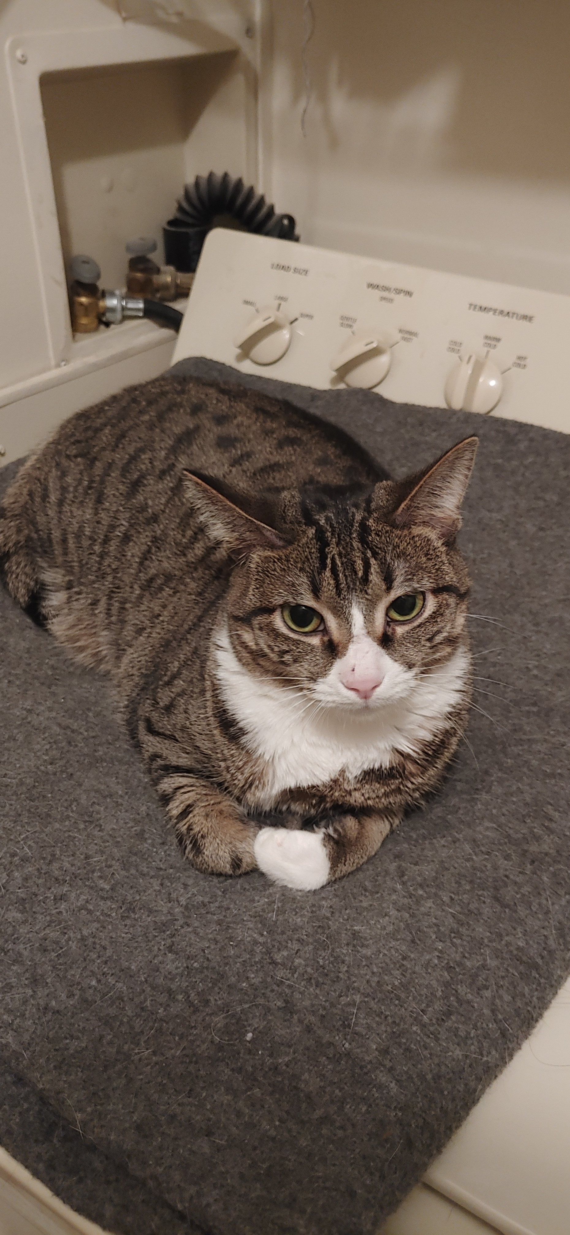 Joy, an adoptable Domestic Short Hair in Washington, IN, 47501 | Photo Image 3