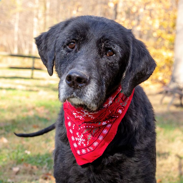 Bo, an adopted Great Dane & Black Labrador Retriever Mix in West Grove, PA_image-1