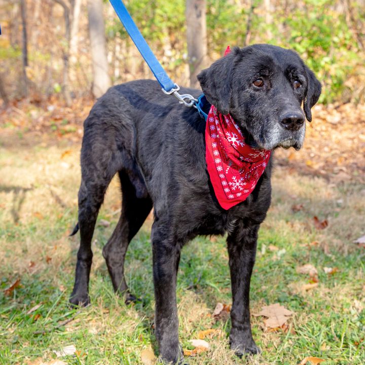 Bo, an adopted Great Dane & Black Labrador Retriever Mix in West Grove, PA_image-2