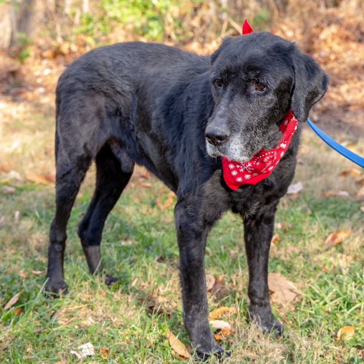 Bo, an adopted Great Dane & Black Labrador Retriever Mix in West Grove, PA_image-6