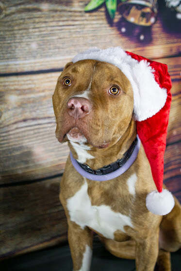 Tony, an adopted Pit Bull Terrier Mix in Eagle, ID_image-3