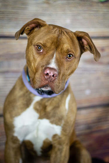 Tony, an adopted Pit Bull Terrier Mix in Eagle, ID_image-5